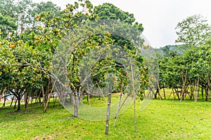 Persimmon tree in persimmon farm ready for harvest