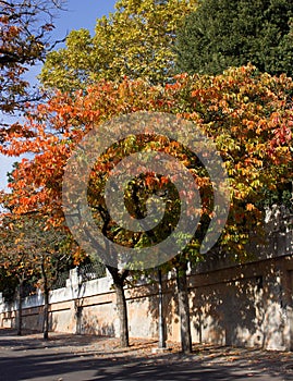 Persimmon trees (Diospyros kaki) in fall time