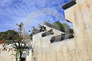 Persimmon trees in front of the chinese traditional building of anhui style, adobe rgb