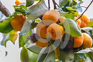 Persimmon, Unripe fuyu persimmon early in the season & fresh green leaves at Chiang Mai, Thailand