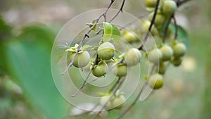 Persimmon. View of persimmon fruits. Japanese autumn leaves and winter season concept video