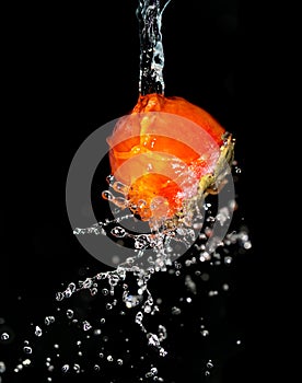Persimmon in water on a black background