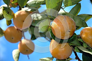 Persimmons photo