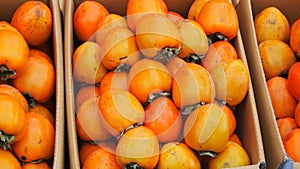 Persimmons in a box photo