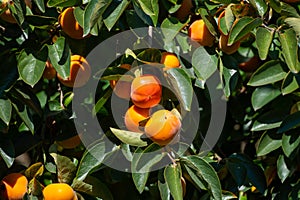 Persimmons fruit tree with ripe sweet orange fruits
