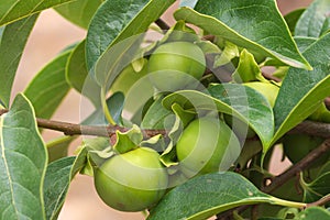 Persimmons growing on the branch of a fruit tree photo
