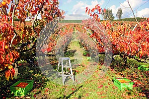 Persimmons orchard photo