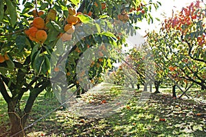 Persimmons in persimmon orchard on sunny day photo