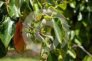 Persimmons on tree in South Florida, USA