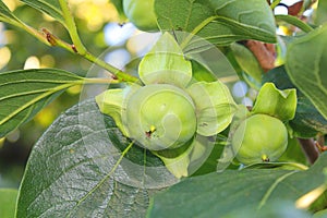 Persimmons unripe on the branch