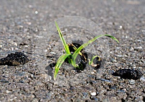 Persist and Success in business concept. Green plant growing from asphalt