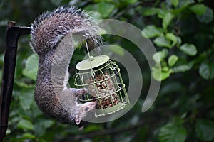 a persistent grey squirrel attempting to plunder a garden birdfeeder photo