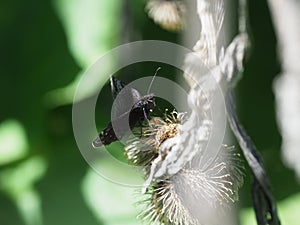 Persius Duskywing Butterfly