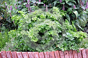 Persley on the kitchen garden bed