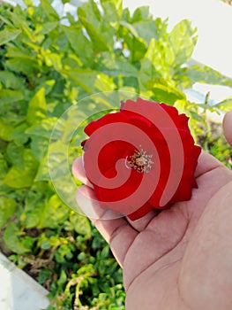 A Person Admires a Vibrant Red Flower in a Lush Garden