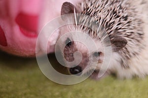 Person african pygmy hedgehog front view