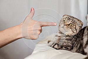 A person in anger pokes the index finger in a frightened cat Scottish Fold