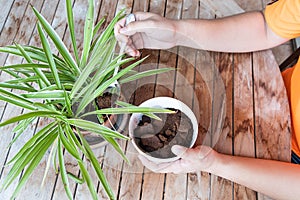 Person apply spent grounded coffee powder as natural plant fertilizer