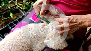 Person applying ticks, lice and mites control medicine on poodle pet dog