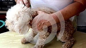 Person applying ticks, lice and mites control medicine on poodle pet dog with long fur