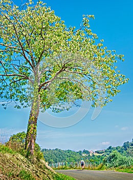 A person with backpack travels along forest in Camino de Santiago