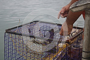 Person baiting a blue crab trap