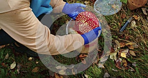 Person with blue gloves handling a large red mushroom, autumn foraging activity. Nature and mycology study concept