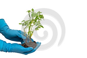 Person in blue gloves holds tomato plant with soil isolated on white background