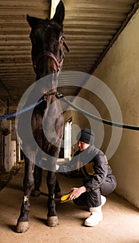 Person brushing horse\'s legs in stable