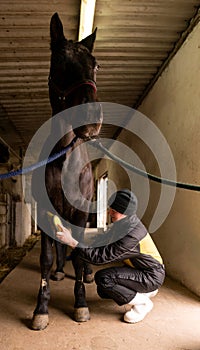 Person brushing horse's legs in stable