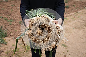 Person with calcots, onions typical of Catalonia