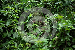 person camouflaged in greenery, laying traps for game