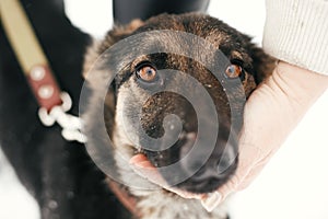 Person caressing cute scared puppy with sad eyes in snowy winter park. People hugging mixed breed german shepherd dog on a walk at