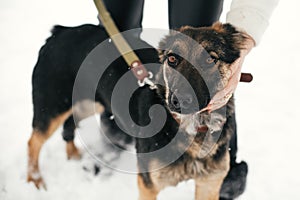 Person caressing cute scared puppy with sad eyes in snowy winter park. People hugging mixed breed german shepherd dog on a walk at