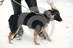 Person caressing cute scared puppy with sad eyes in snowy winter park. People hugging mixed breed german shepherd dog on a walk at