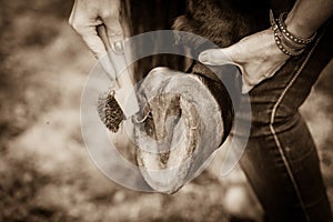 Person cleaning horse hoof with hooves