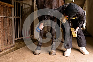 Person cleaning horse's hooves in stable