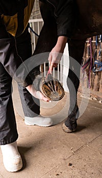 Person cleaning horse's hooves in stable