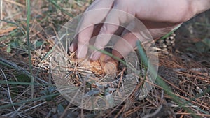 Person collecting an orange niscalo mushroom and cutting the base, on the forest ground in the middle of the mountain with pine