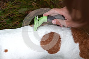 Person combs dog with a metal grooming comb. seasonal molting of pets and removal of excess undercoat by the owner photo