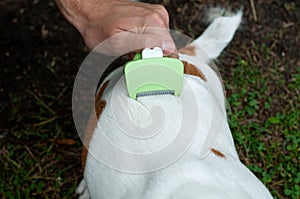 Person combs dog with a metal grooming comb. seasonal molting of pets and removal of excess undercoat by the owner photo