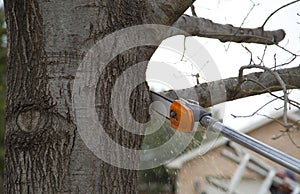 A person cutting branches with cordless pole saw