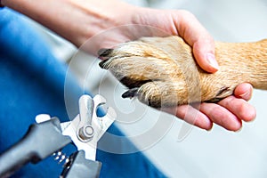 Person cutting dog claws at home with a pair of scissors