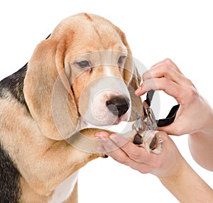 Person cutting dog toenails. isolated on white background