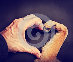 Person and a dog making a heart shape with the hand and paw to