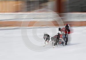 Person with dog sled in winter