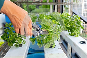 A person doing harvesting of the vegetable plants of a hydrophonic planting system built at the back of a home