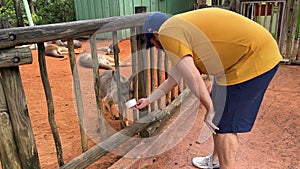 A person feeding a kangaroo in a zoo