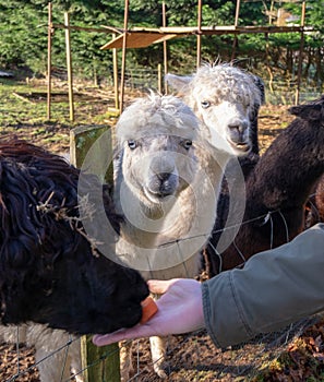 Person feeding the lamas standing behind the fence