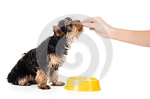 A person feeding puppy food